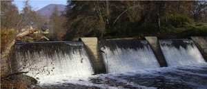 Coho jumping against Wimer Dam Coho jumping against Wimer Dam
